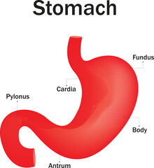 Stomach Structure Vector Illustration
