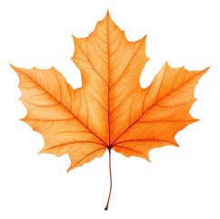 Fototapeta premium PNG Autumn leaf maple plant tree.