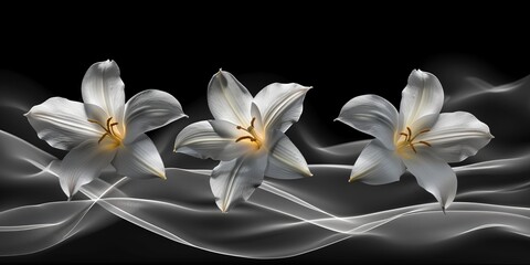Three White Flowers on Black Background