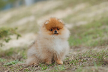 The dog is a puppy of the Pomeranian breed