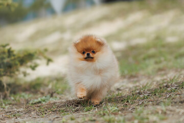 The dog is a puppy of the Pomeranian breed