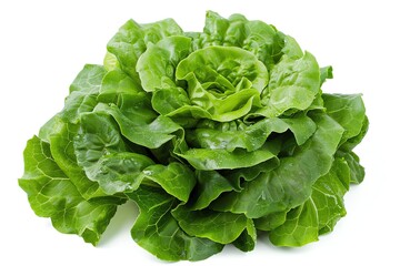 A whole lettuce head with crisp leaves, isolated on a white background