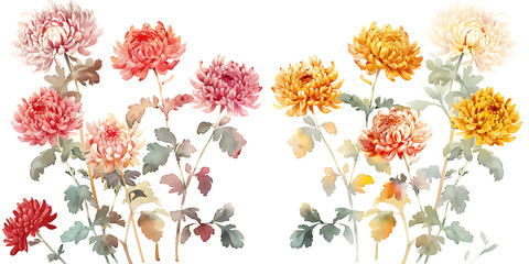 chrysanthemum and chrysanthemum flower arrangement