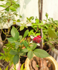 Flower bud infected with bugs, insects affecting plants, diseased pests infected flowers, nature photography 