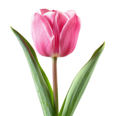 Spring Pink Tulip