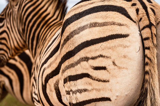 Close-up of zebra stripes in natural habitat