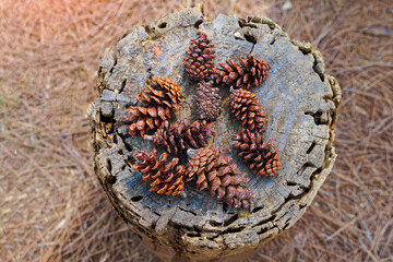 Dried fruits of Pinus latteri Mason on the background of stumps and dry leaves. The fruit is called a cone. It is a long cone with scales surrounding it. When mature it is green and brown.
