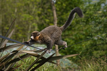 Naklejka premium Mongoose lemur is climbing