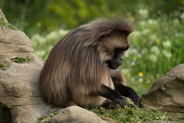 Gelada baboon is eating