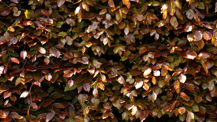 Red leafed bush wallpaper