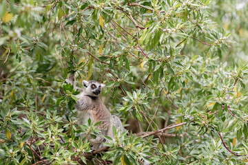 Ring-tailed Lemur catta perched in a lush, green tree
