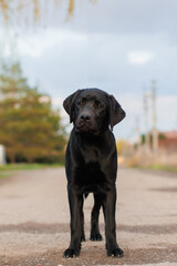 the dog Labrador retriever