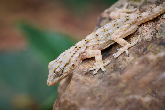 Close-up of a Tarentola mauritanica on a rock