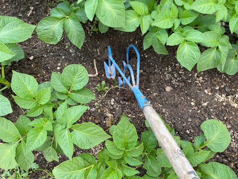 sarcloir ,cultivateur ,griffe &agrave; trois dents pour le d&eacute;sherbage du potager