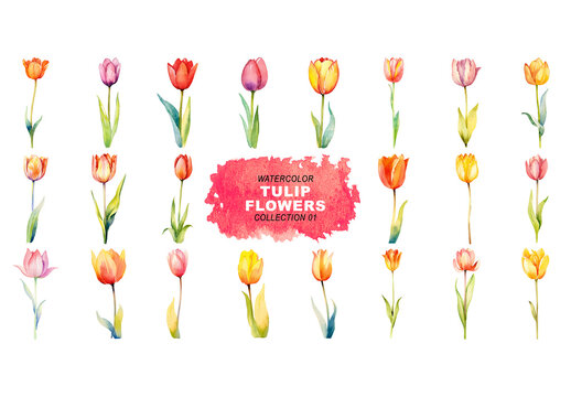 Watercolor painted style - tulip flowers clipart isolated on transparent background. Created using Generative AI.