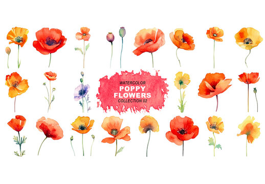 Watercolor painted style - poppy flowers clipart isolated on transparent background. Created using Generative AI.