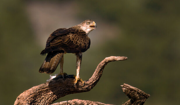 Majestic Bonelli's eagle perched on a tree branch