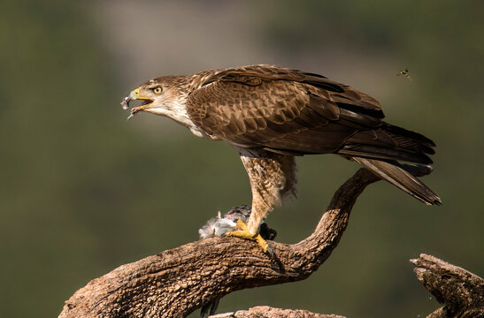 Bonelli eagle feeding on prey in a natural setting