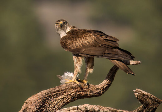 Bonelli eagle perched on a branch in natural habitat