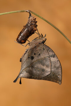 Leaf mimicry display by Papilio Mennon butterfly