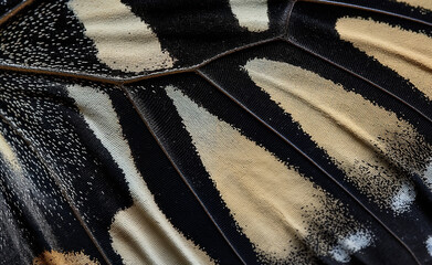 Obraz premium Macro shot of a butterfly wing, showcasing the intricate patterns and colors that echo the black and white stripes