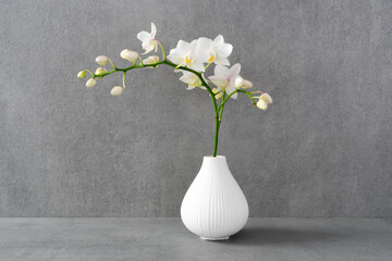 White Orchid in vase beautifully illuminated