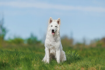 the dog White Swiss Shepherd Dog in park.