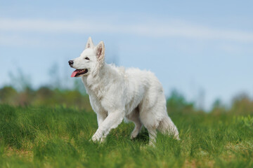the dog White Swiss Shepherd Dog in park.