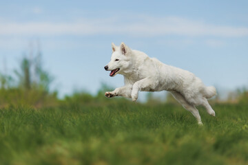 the dog White Swiss Shepherd Dog in park.