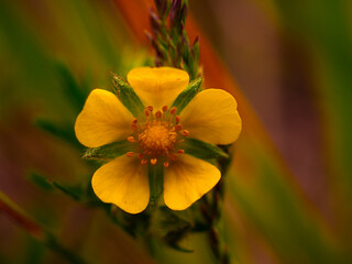 yellow and red flower