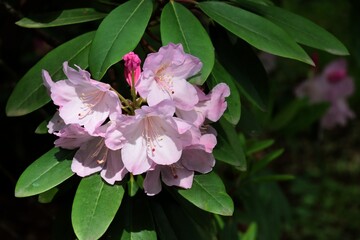 pink flower of rhododendron bush close up,