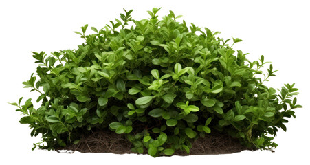 Naklejka premium PNG Plant herbs leaf white background.