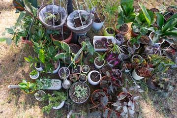 Domestic tropical plants are a group walking outside in the summer to accelerate growth. Walking home plants in pots in the garden
