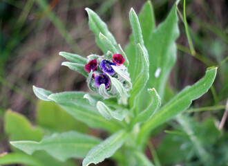 Cynoglossum officinale blooms in nature