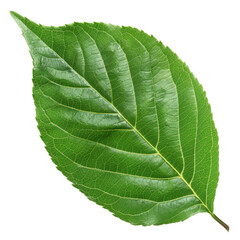 green leaf isolated on white (1).png