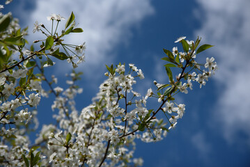 white cherry blossoms on a sunny spring day