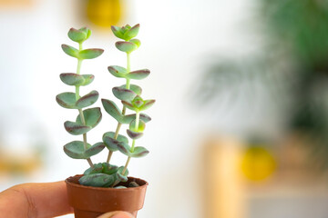 A small unusual succulent Crassula in his hand against the background of the interior of a green house with potted plants. Copy space
