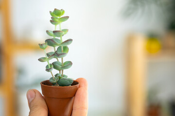 A small unusual succulent Crassula in his hand against the background of the interior of a green...
