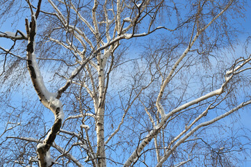 Birch branches at winter day.