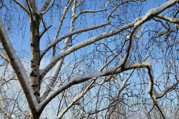 Birch branches at winter day.