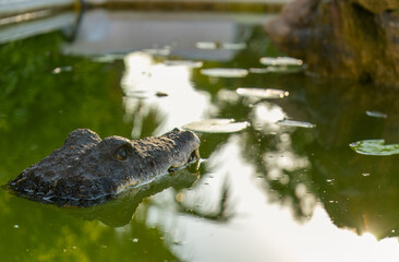 Fake alligator or crocodile in murky green waters to scare birds. Tread carefully. Financial scam....