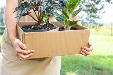 Florist packs potted house plants into a box for delivery to the buyer. Sale, safe shipment of...