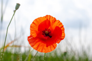 Big red poppy flower on the background of the sky