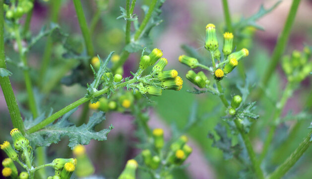 Senecio vulgaris grows in nature