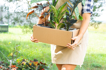 Florist packs potted house plants into a box for delivery to the buyer. Sale, safe shipment of...