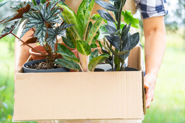 Florist packs potted house plants into a box for delivery to the buyer. Sale, safe shipment of...