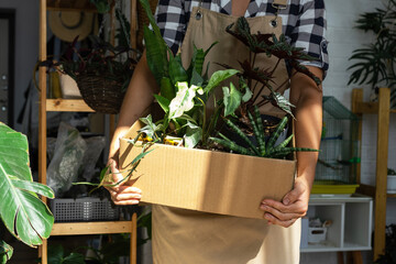 The florist packs potted house plants into a box for delivery to the buyer. Sale, safe shipment of...