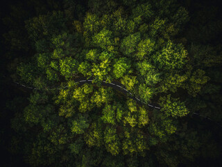 Pine Forest Pathways: Aerial 4K Ultra HD image of Road Through Pine Forest from Directly Above