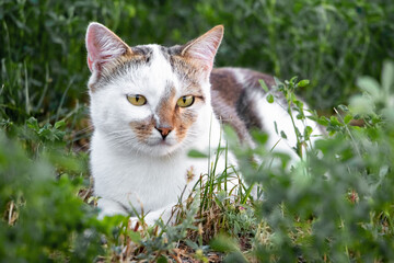 A white spotted cat calmly lies in the garden on the grass