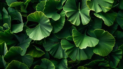 Fototapeta premium This close-up shot showcases the vibrant green leaves of a Ginkgo Biloba tree, known for its medicinal properties and association with healthy nutrition. The intricate details of the leaves are